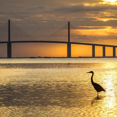 Heron wading at sunset near the Sunshine Skyway Bridge, Tampa Bay elder law attorney Smylie Legacy Law